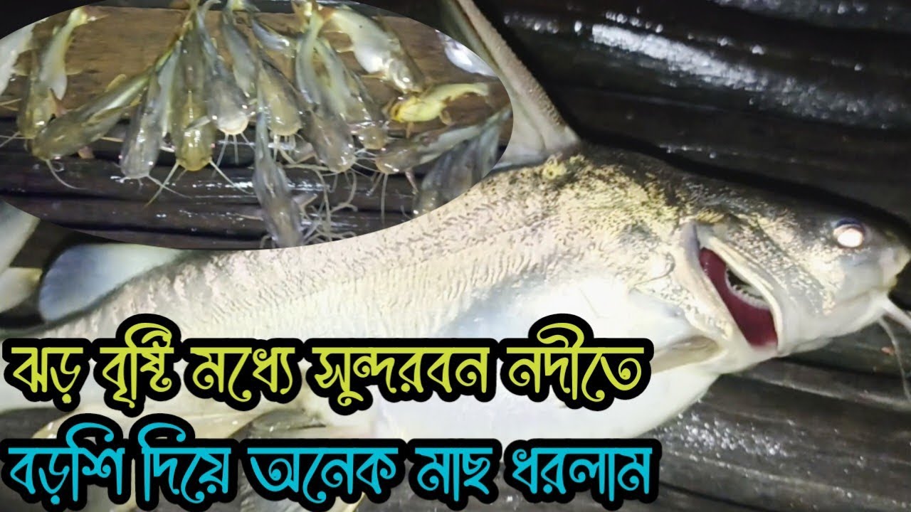 ঝড় বৃষ্টির মধ্যে সুন্দরবন নদীতে রাতের বেলায় বড়শি দিয়ে অনেক মাছ ধরলাম/Aporup sundarbon 