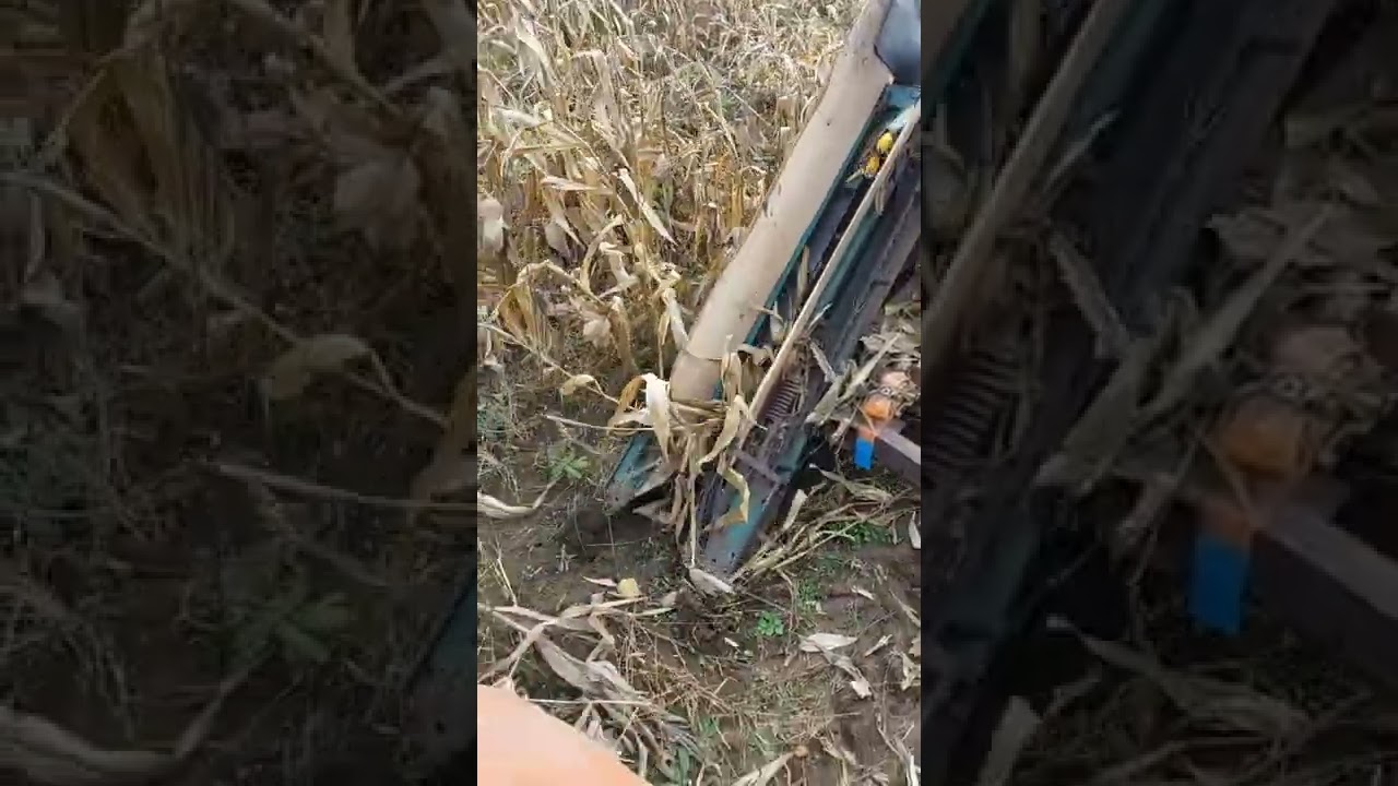 #тракторТ40ам і саморобний кукурудзяний комбайн