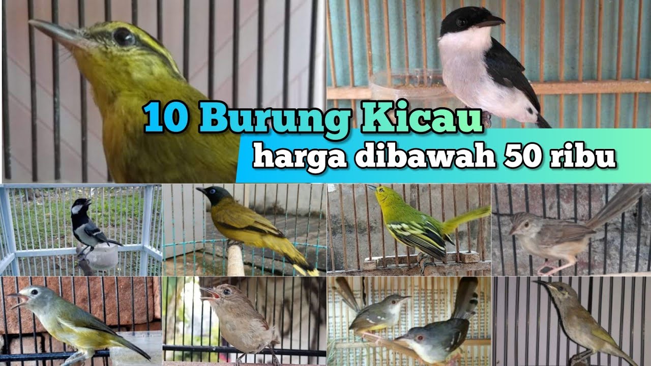 10 Jenis Burung dibawah 50 ribu