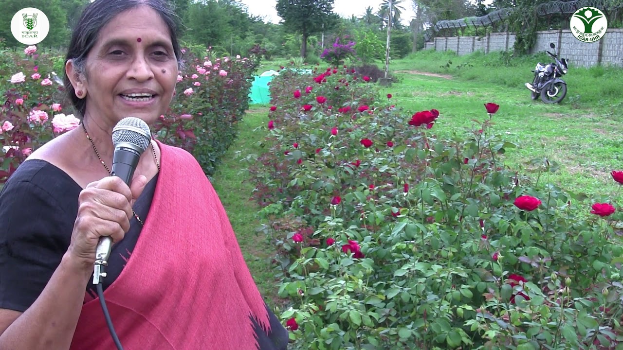 Fragrant Roses of ICAR-IIHR - A Short Video