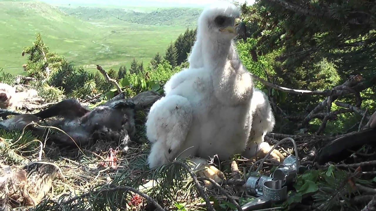 Banding a Golden Eagle