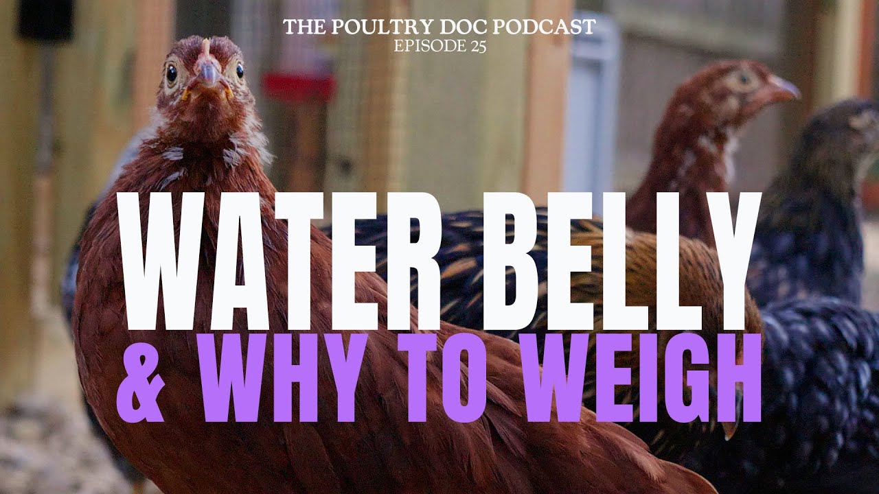 How to Diagnose and Treat Water Belly & Why Weighing Your Flock is Important