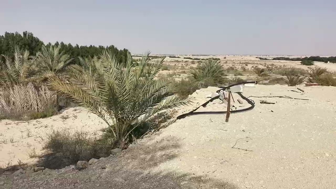 أعلاف بنيكام بلوبنك 