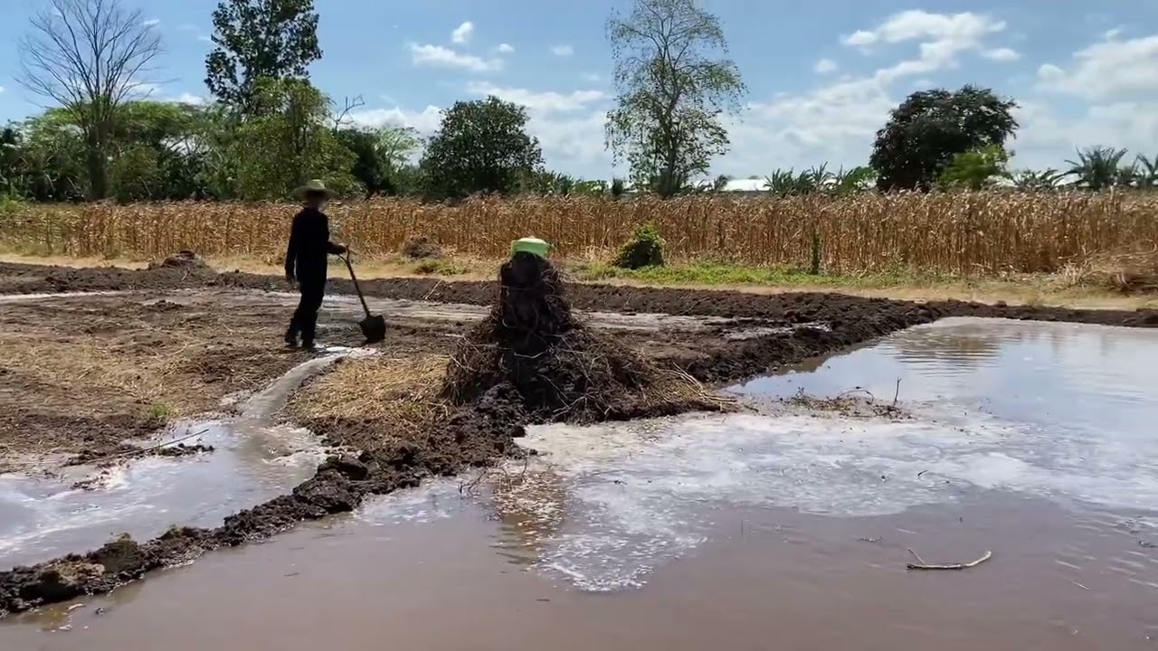 Isang linggo lang may sabog na ito! Deretsuhang yari ng land prep ganito ko gawin!