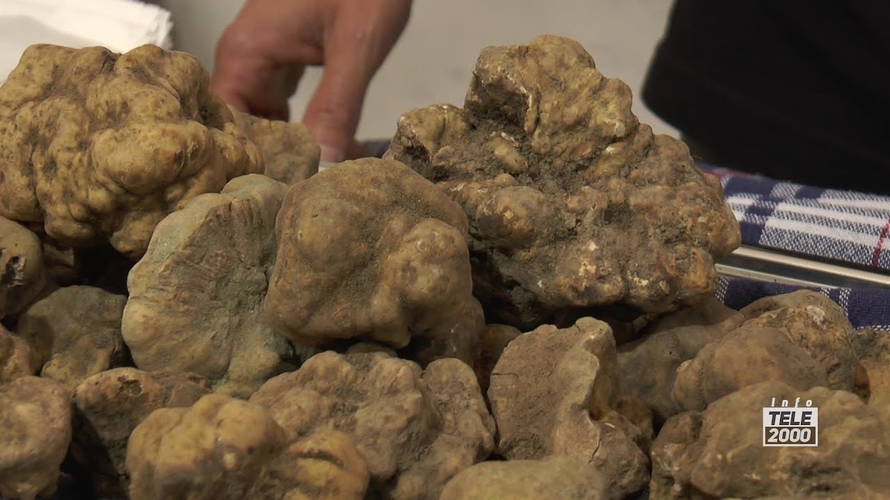 Pergola, al via la Fiera Nazionale del Tartufo Bianco Pregiato