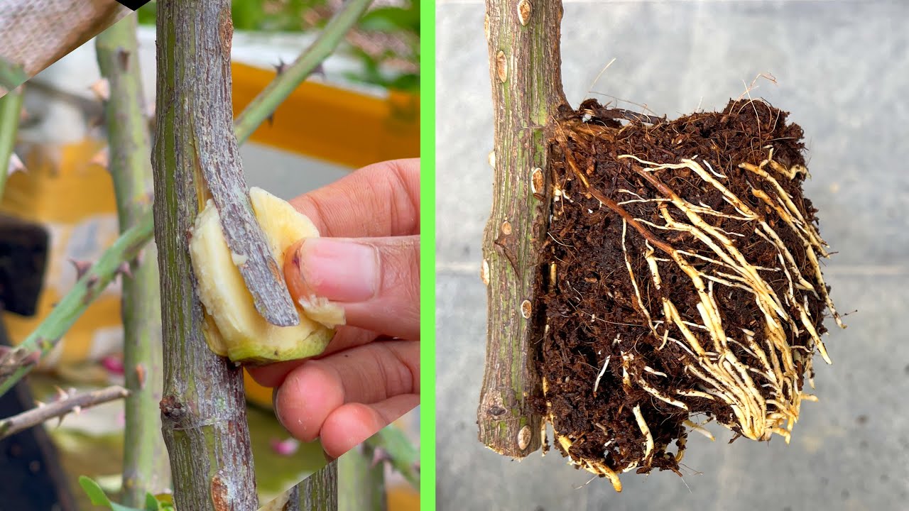 Extract rose branches with bananas | How to grow roses
