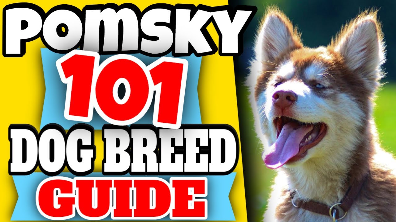 Pomsky 101 | Dog Breed Guide  - Pomeranian Husky Mix