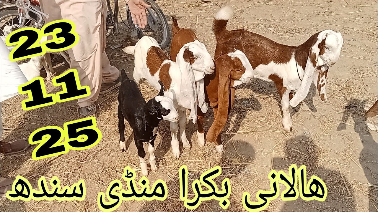 Halani Bakra Mandi | Bakron Ki Qeematain, Breeds & Full Market Coverage