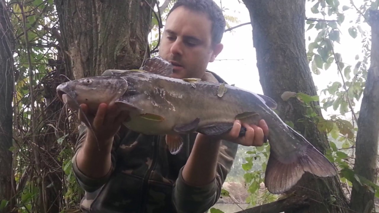 Carp Run Compilation - Canal Bianco - vol. 1