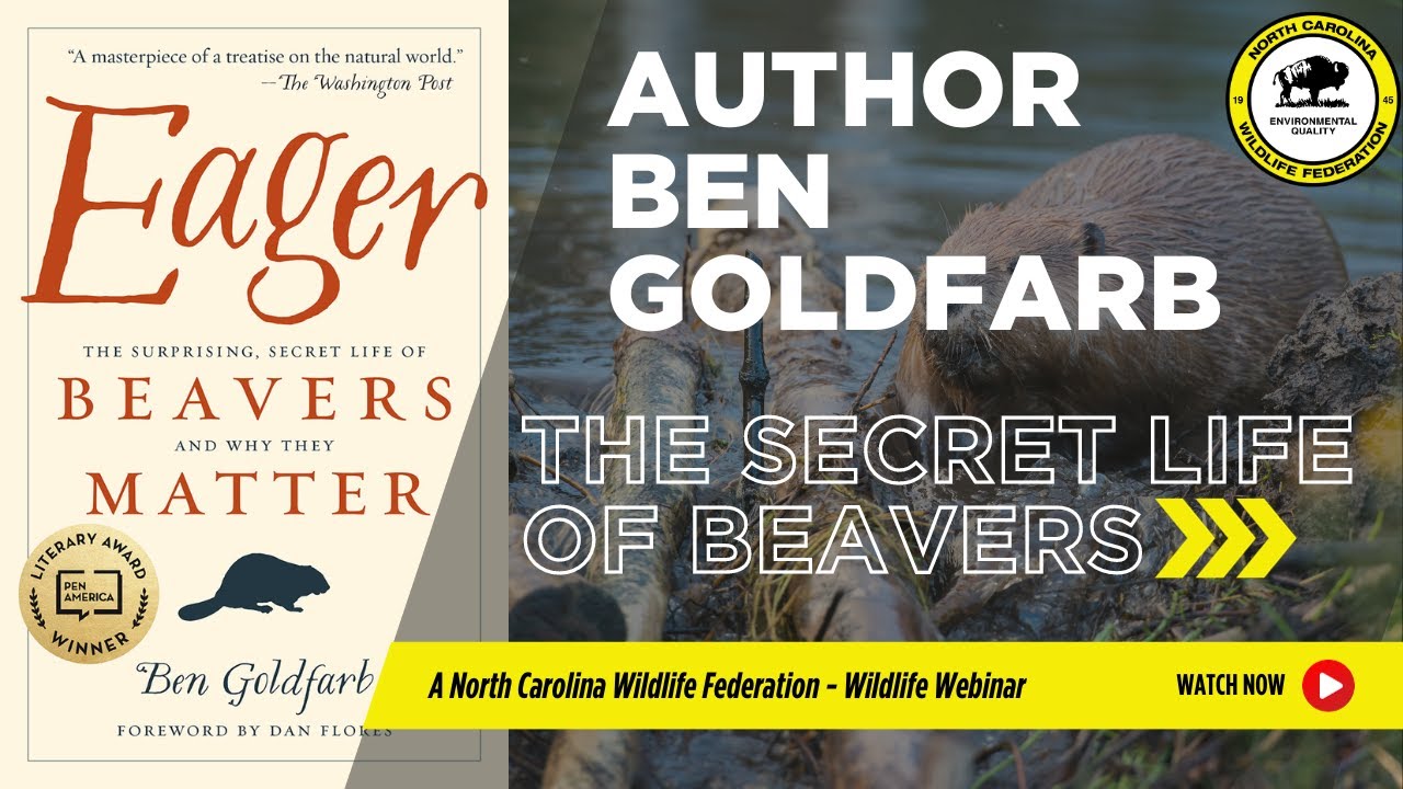 Eager Beavers: The Surprising, Secret Life of Beavers and Why They Matter