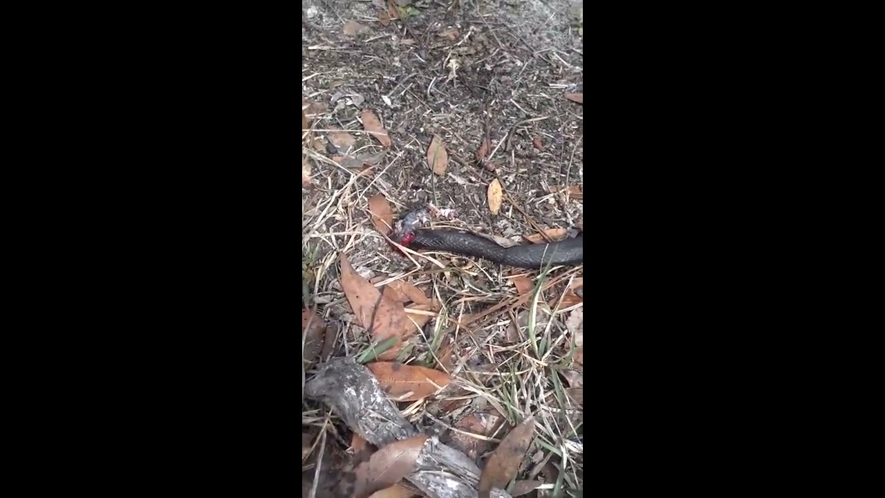 Shooting a snake that is killing nesting baby birds