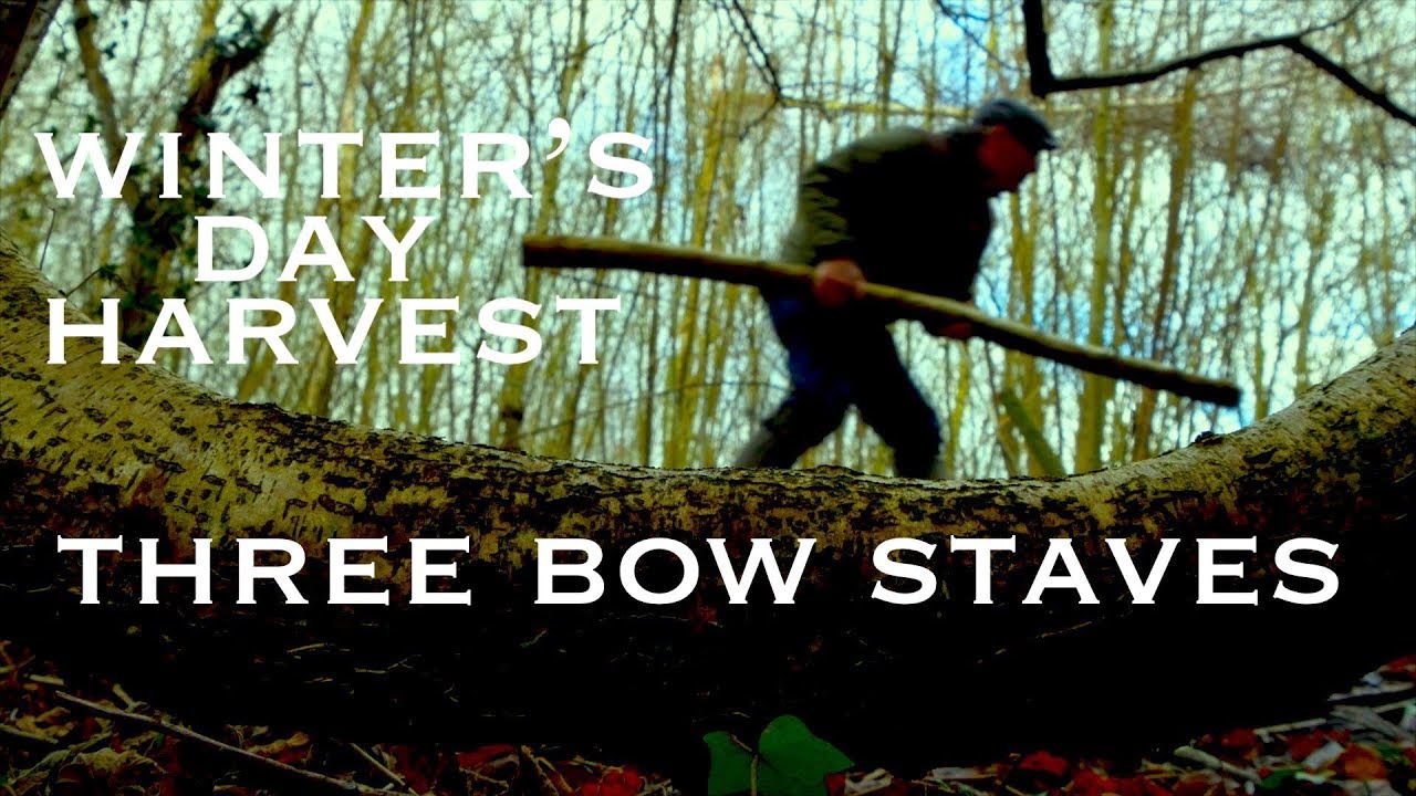 Three Bow Staves A Bowyer's Winter Harvest. Elm, Hawthorn & Hazel Felled with a Wolverine Pocket Saw