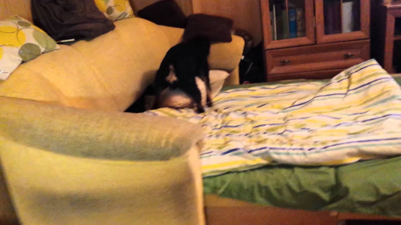 Prezes crazy dog attack