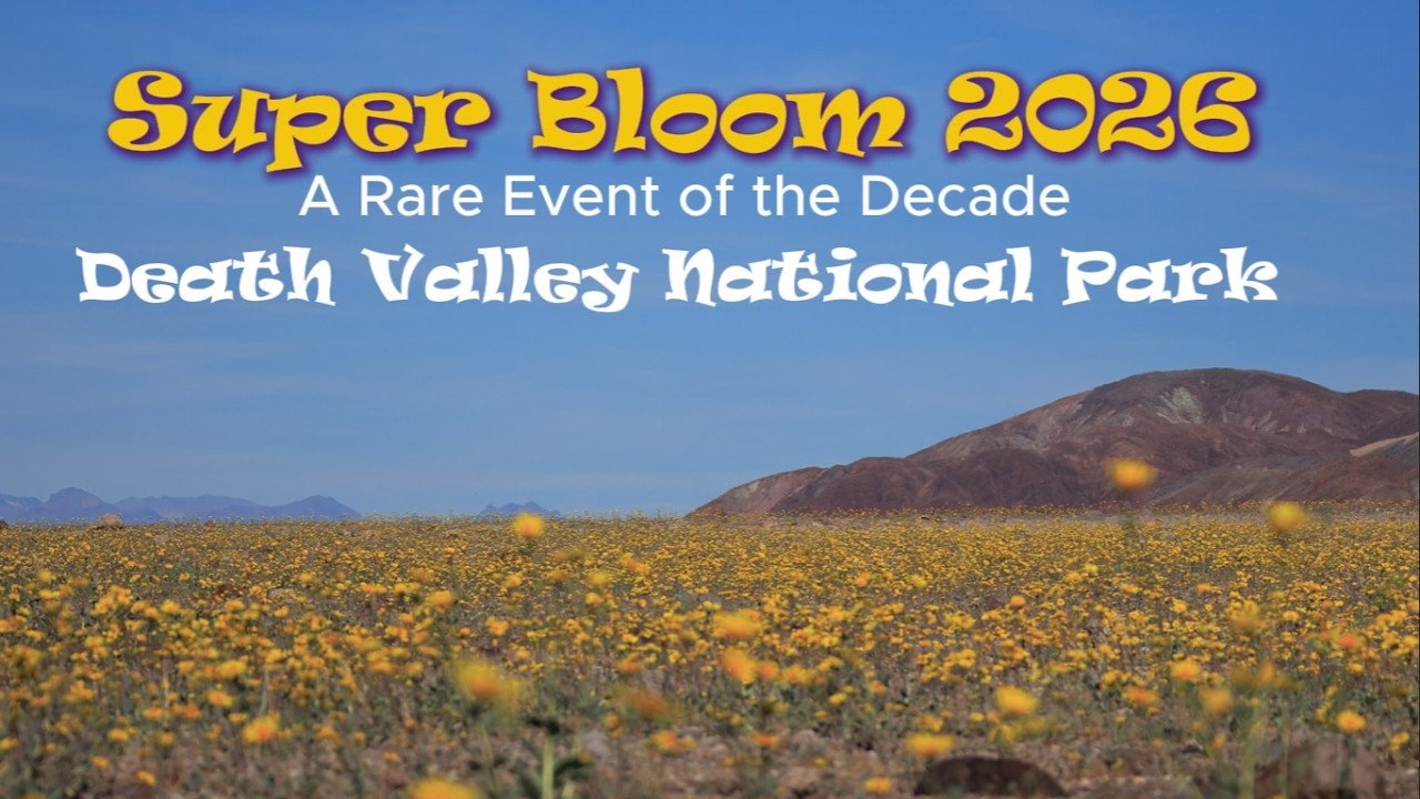 Superbloom 2026 Brings Death Valley Back to Live