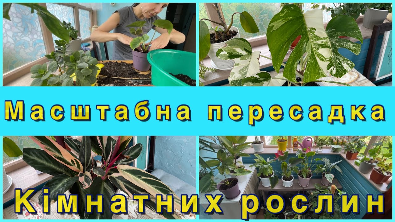 МАСШТАБНА ПЕРЕСАДКА МОЇХ КІМНАТНИХ РОСЛИН👍20 ГОРЩИКІВ🪴