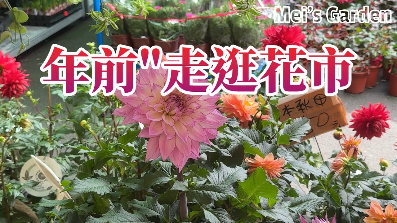 【Mei花園日常頻道】花市散步採買,感受過年氣氛