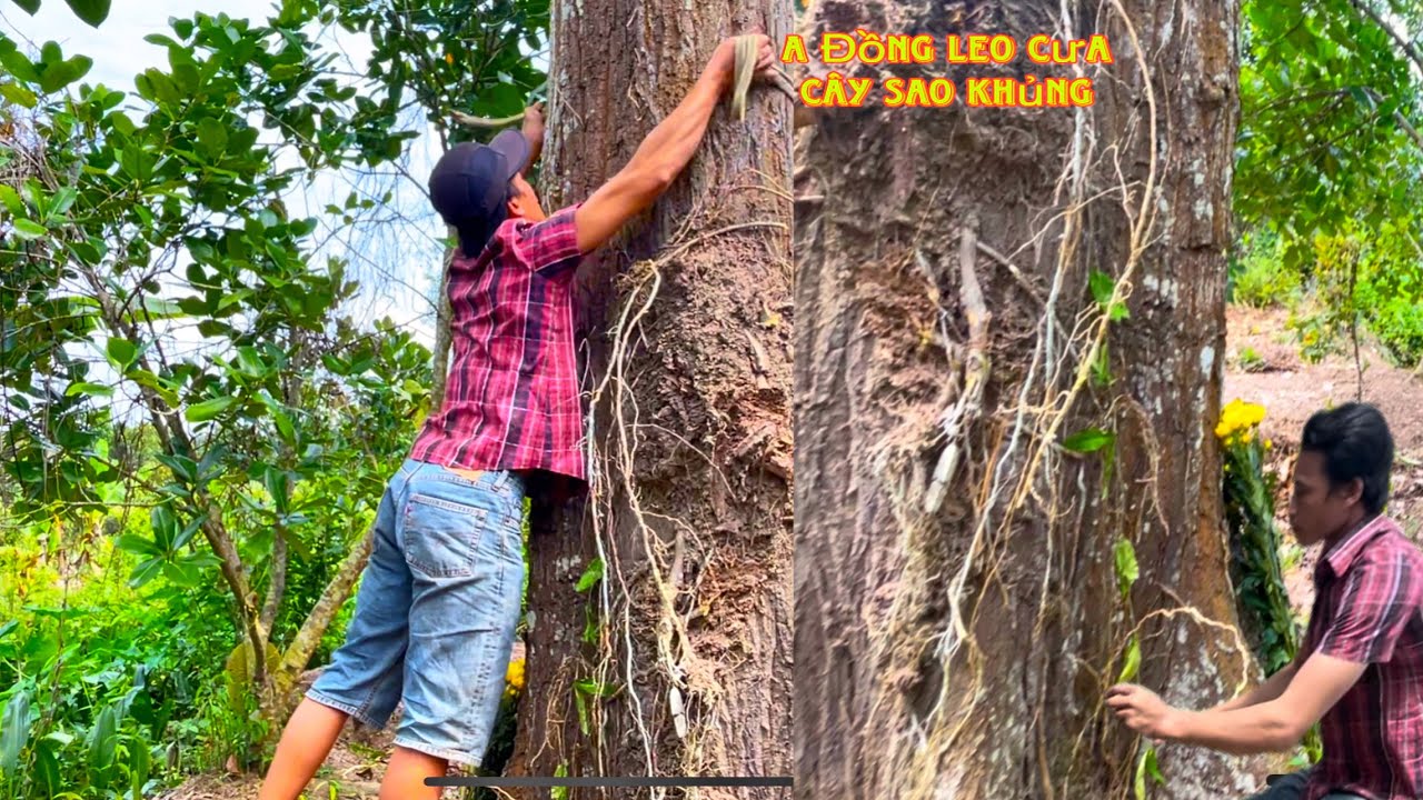 Điều g&igrave; xảy ra Khi A Đồng leo Cưa C&acirc;y Sao khủng gần 100 năm(phần đầu)