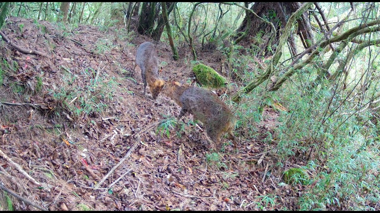 誰在玉山園區步道散步?揭開國家公園生物多樣性的神秘面紗│玉山國家公園│Yushan National Park