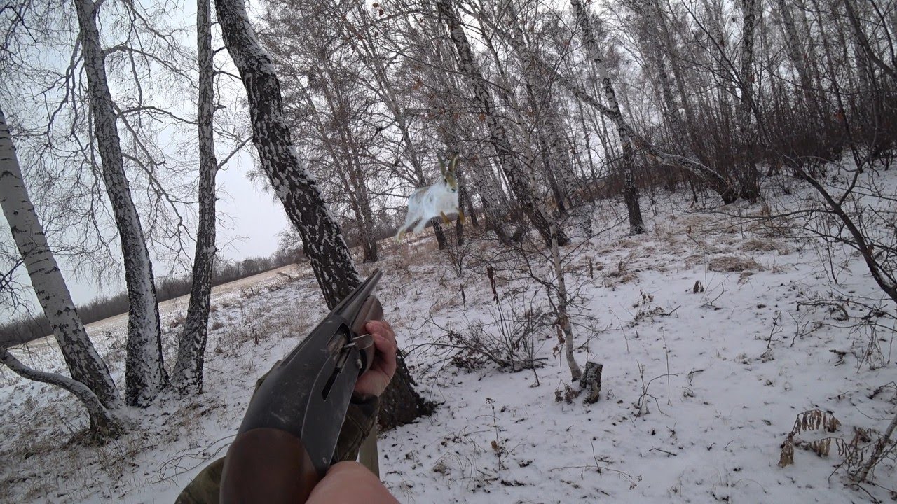 Охота на ЗАЙЦА!!! ОШИБКА при ОХОТЕ на зайца!!! #охотаназайца #hunting #заяц #русак