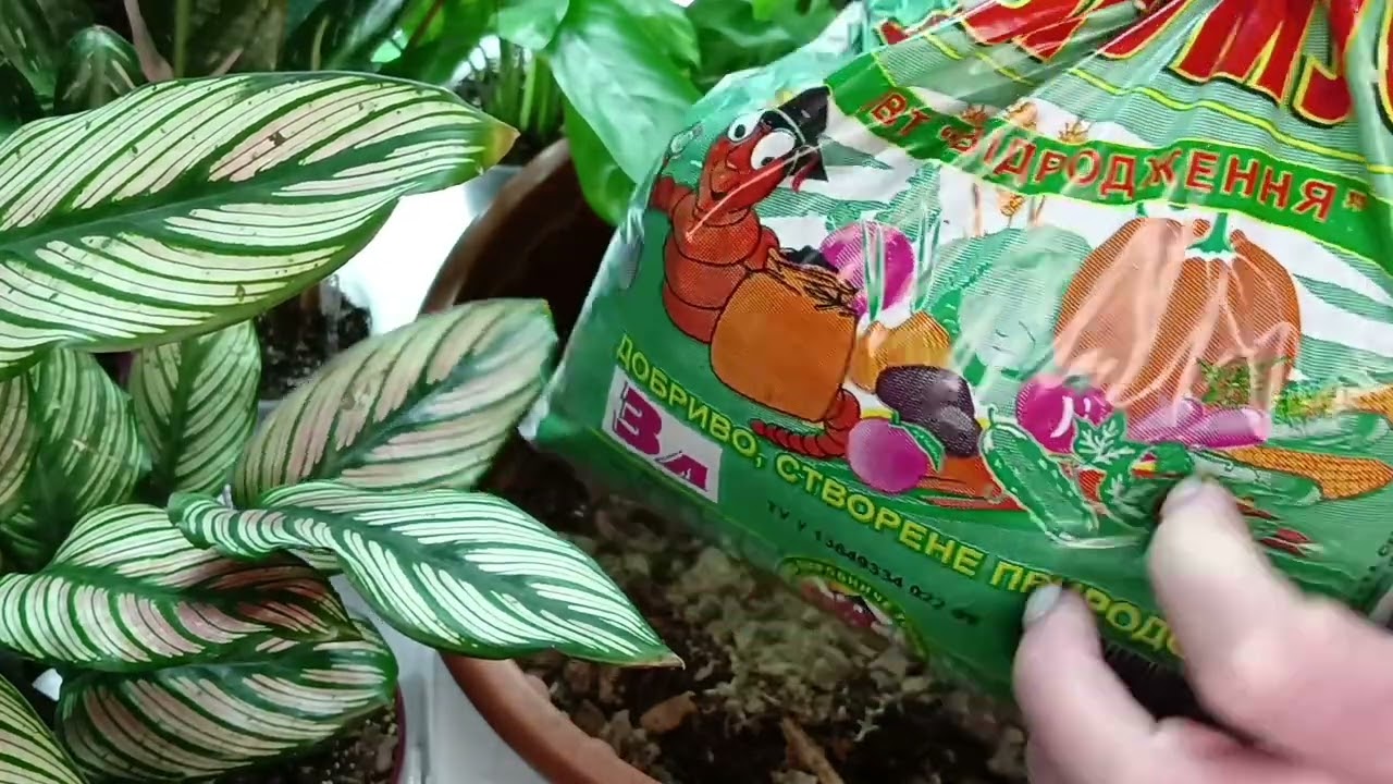 🇺🇦 Калатеї,Маранти,Страманти.Мій досвід вирощування 💜💚