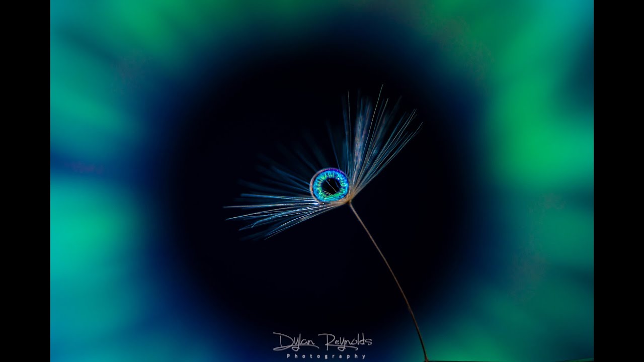 Photographing and Editing Macro Water Droplets on Dandelion Seeds