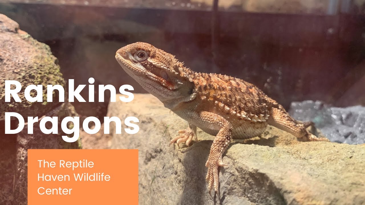 Rankin Dragons!!!   w/The Reptile Haven Wildlife Center