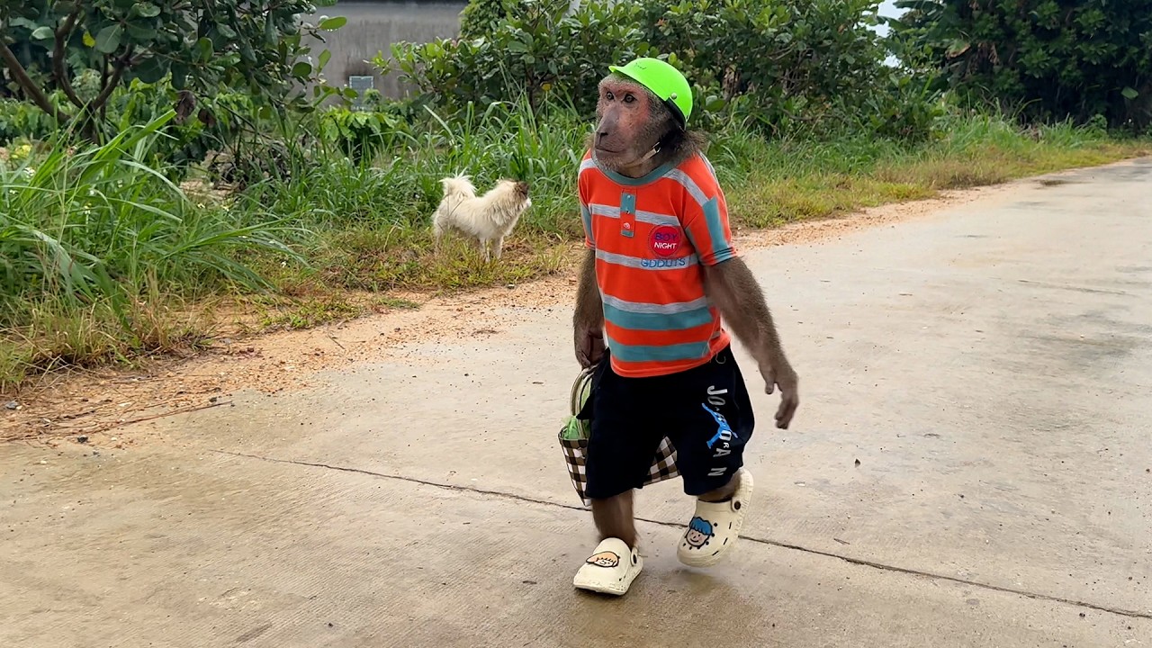 A Peaceful Day Turns Special as Abu Brings Home a Gift for Mom and Baby Monkey