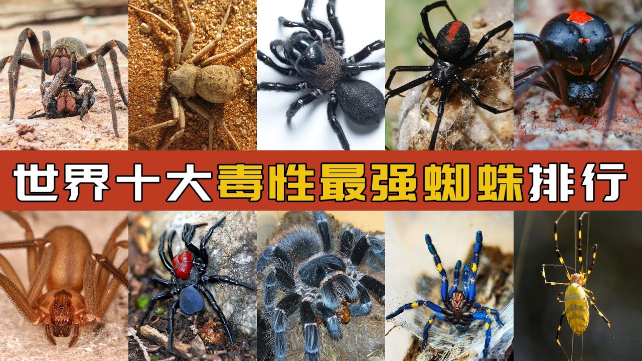世界十大毒性最强蜘蛛排行 | Ranking of the world's top ten most toxic spiders