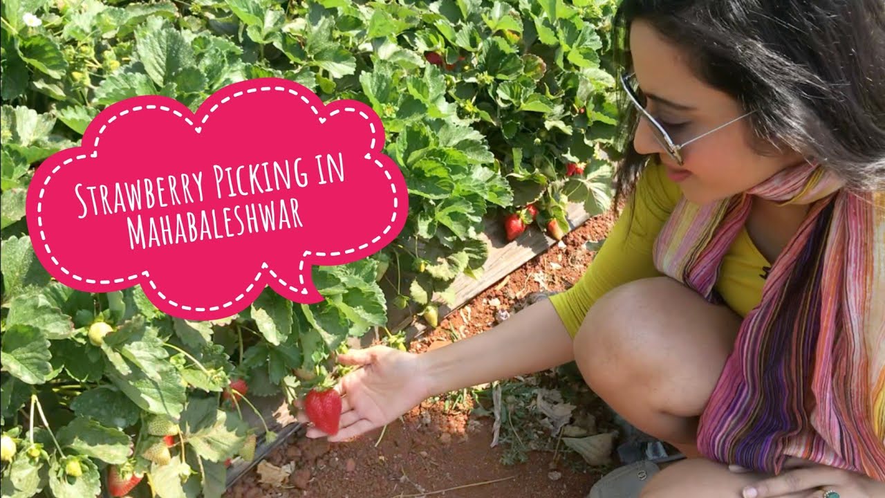 Visit To A Strawberry Farm In Mahabaleshwar | Season, Activities, Location