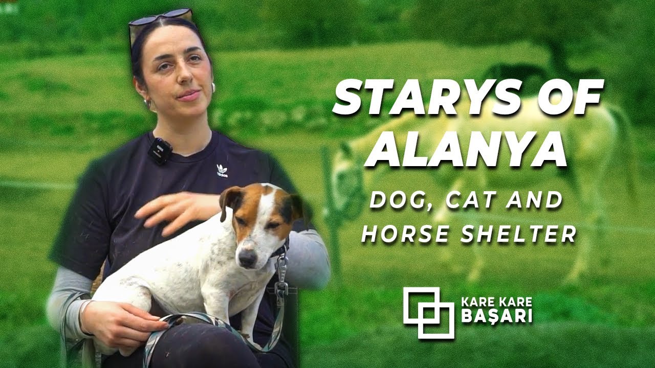 Kare Kare Başarı | Strays Of Alanya Hayvan Barınağı