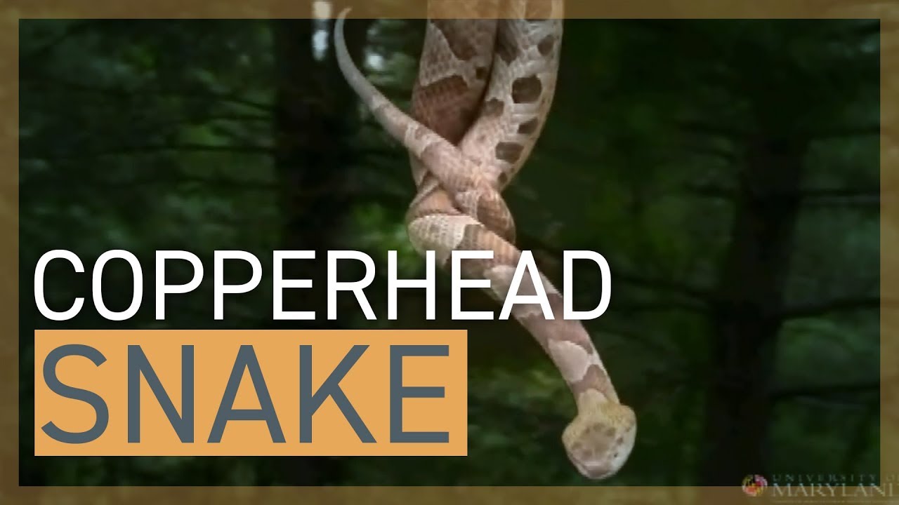 Copperhead Snake