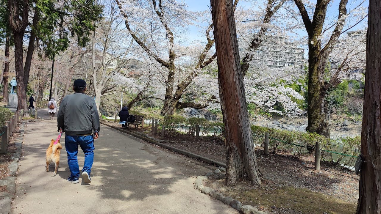 お花見散歩をする柴犬しかまる【釜の淵公園2022】