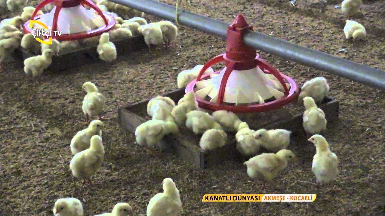 Kanatlı Dünyası/Etlik Piliç Yetiştiriciliği