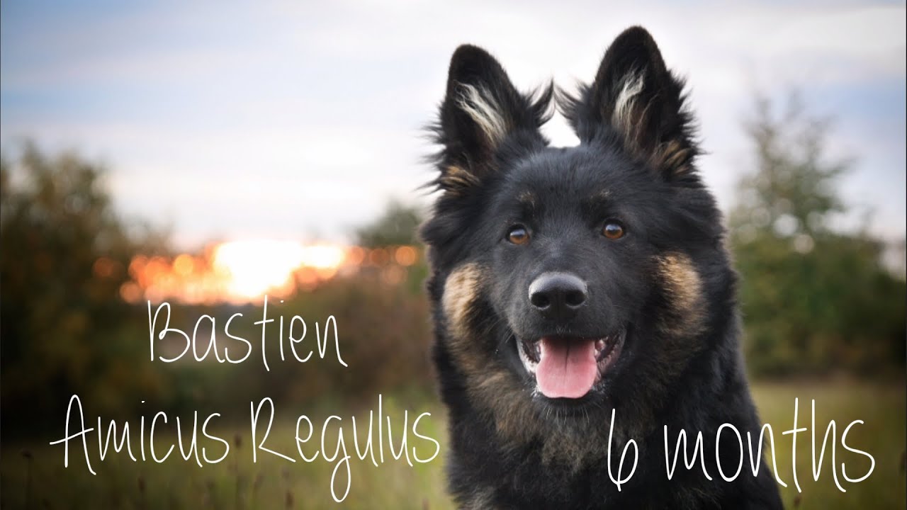 Chodský pes Bastien 6 months / Bohemian shepherd
