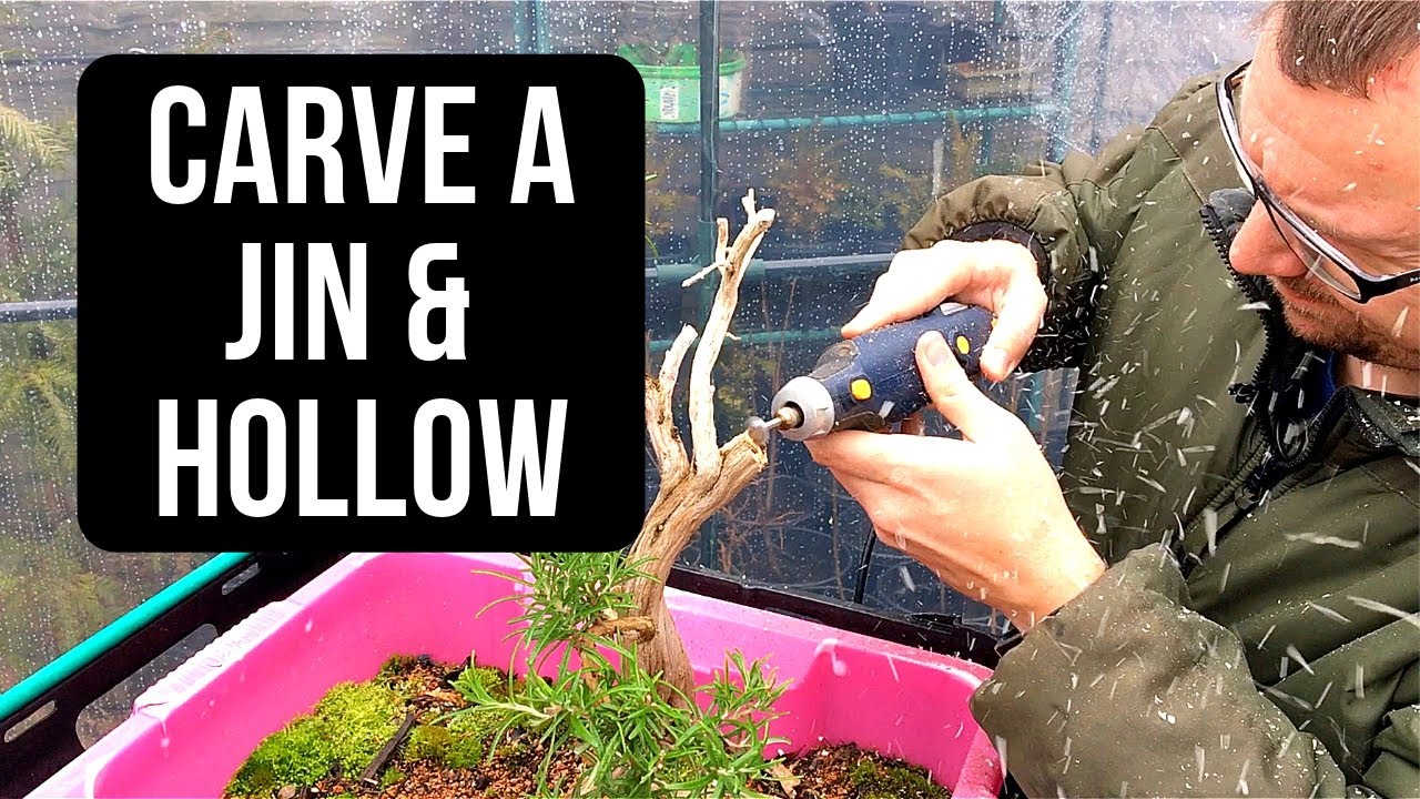 Bonsai Deadwood: Carving a Jin and Hollow