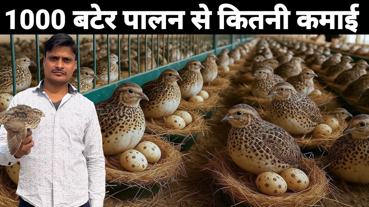 1000 बटेर पालन से कितनी कमाई | Quail Farming | Bater Farming In India 