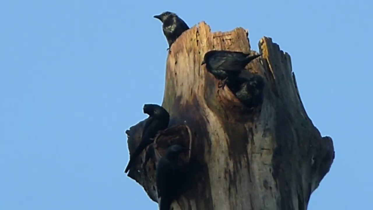 Moluccan Starling, Aplornis mysolensis, Gita, Halmahera, Indonesia, 21 Aug 2014