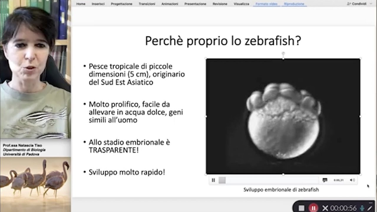 Lo zebrafish: come buttarsi a pesce nella ricerca