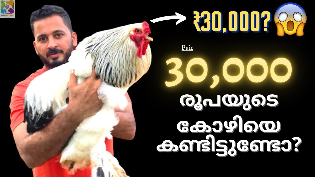 Brahma chicken ബ്രഹ്മ കോഴി fancy hen Kerala pet | hen farm | fancy chicken | chicken | Petstation