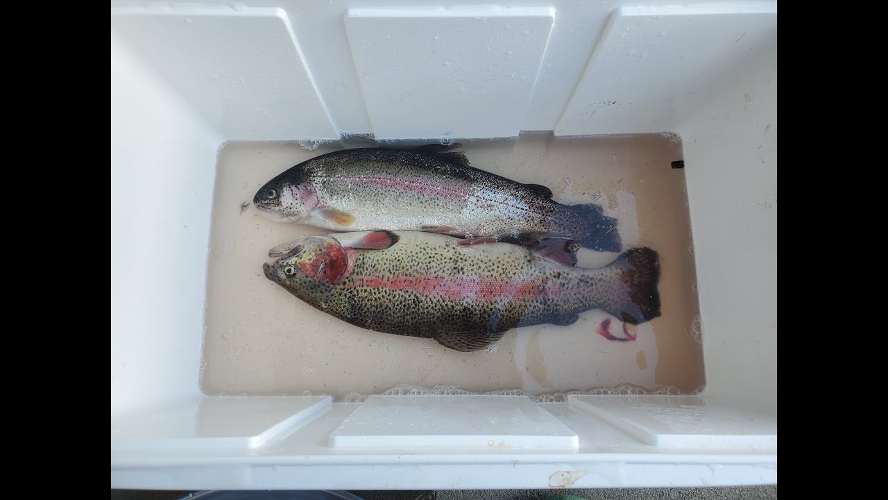 Rancho seco trout trip 2025 12 14