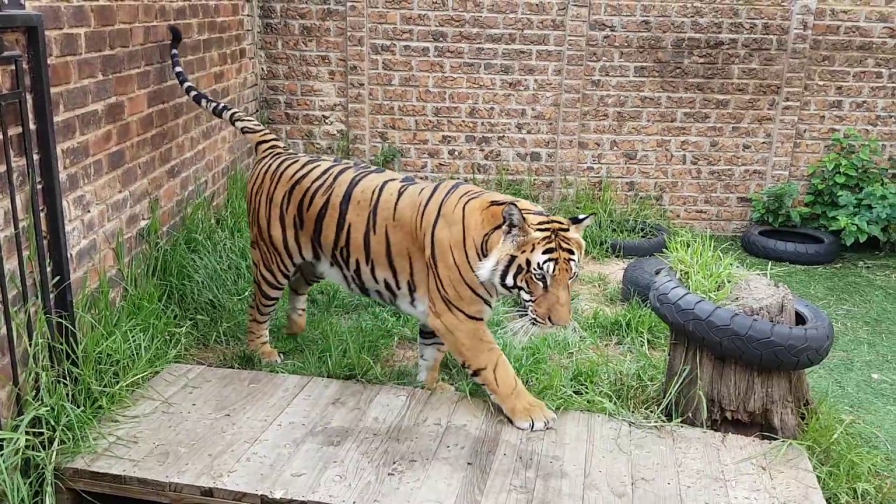 Do tigers know when You are getting back home ?