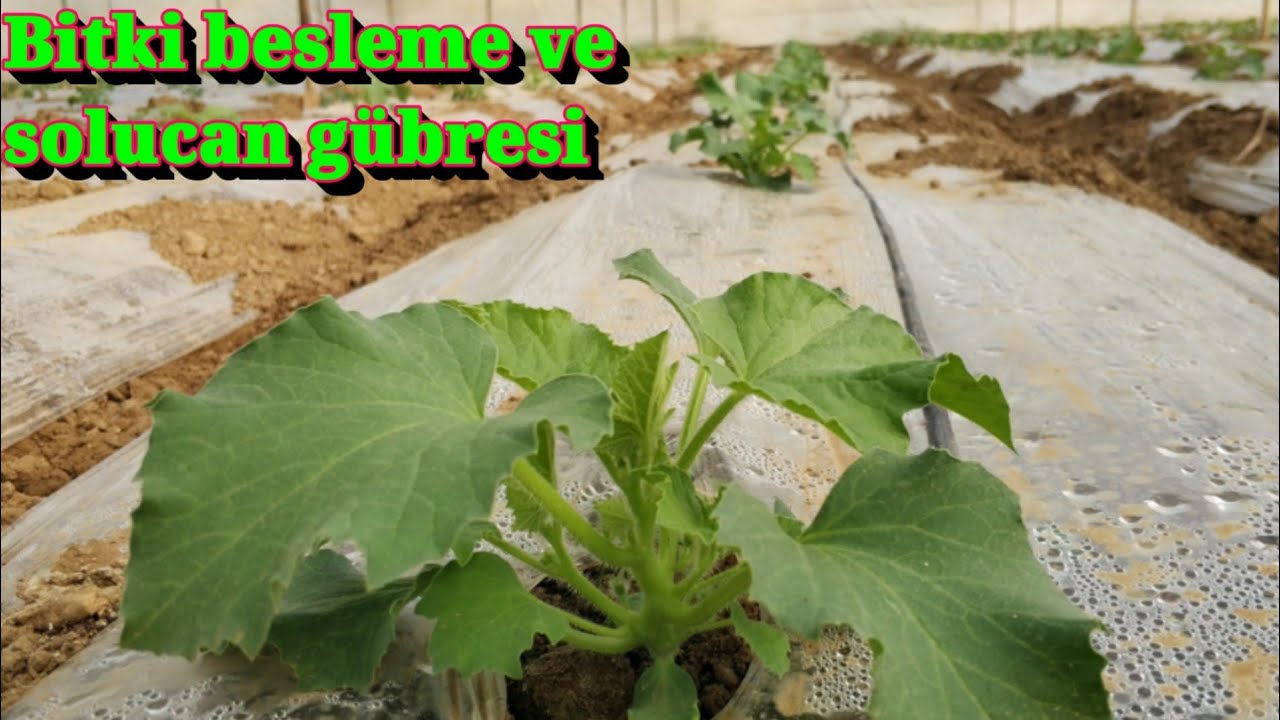 Bitki besleme + solucan gübresi verim ve kaliteye etkileri. Kavun üretimi mersin Tarsus heleke köyü