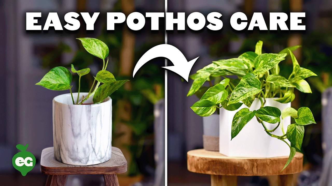 Pothos Care 101: Is This the Easiest Houseplant to Care For?