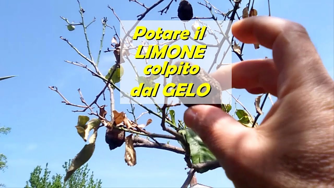 POTARE IL LIMONE COLPITO DAL GELO