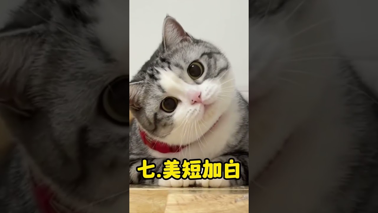 這些品種你認識幾個？ #cat #shorts  #貓