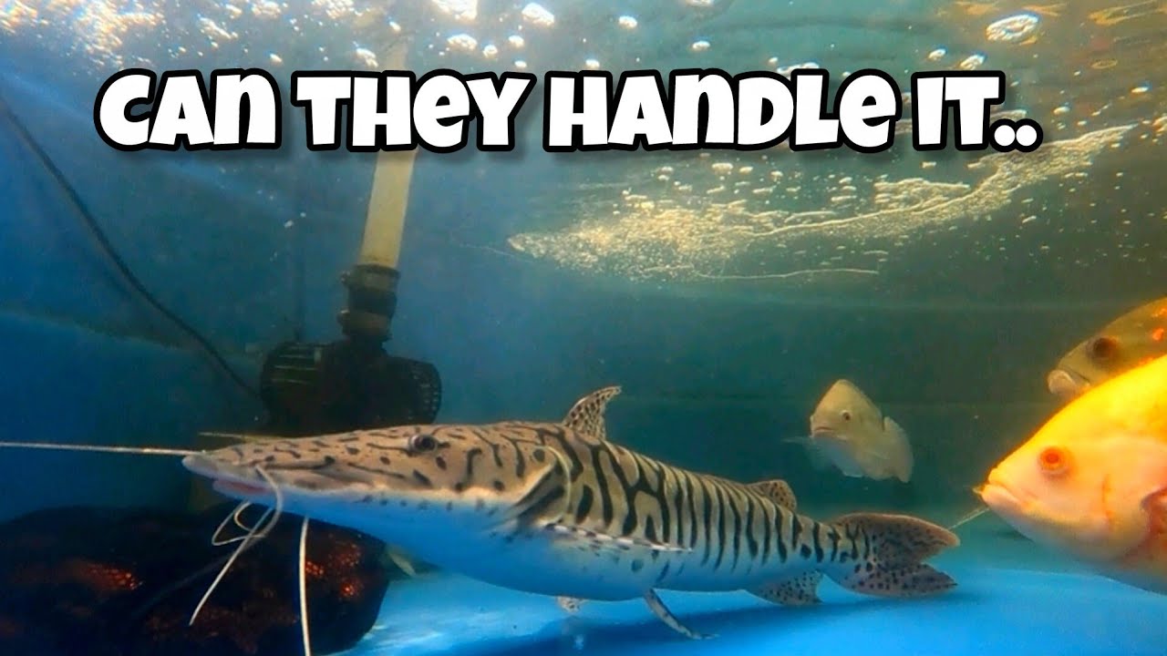 Here’s What I’m Facing… Underwater