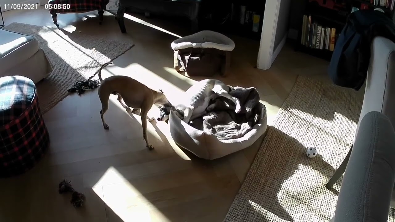 Tempête et Rafale : Chiot whippet et Le petit lévrier italien d'1 an