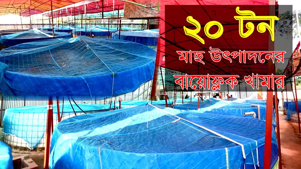 ২০টন মাছ উৎপাদনের বায়োফ্লক খামার | A Successful man in Boifloc | মৎস্য চাষ | fish farming