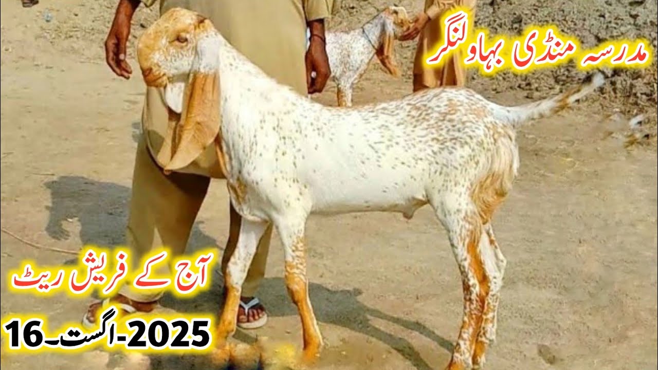 Madrasa mandi Bahawalnagar/aj k fresh rate 16 August 2025/breeder quality k bache 