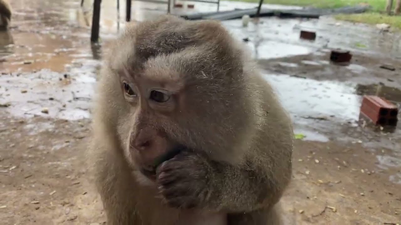 Monkey Eating Softly in rain– Pure Natural Sounds to Relax & Sleep.